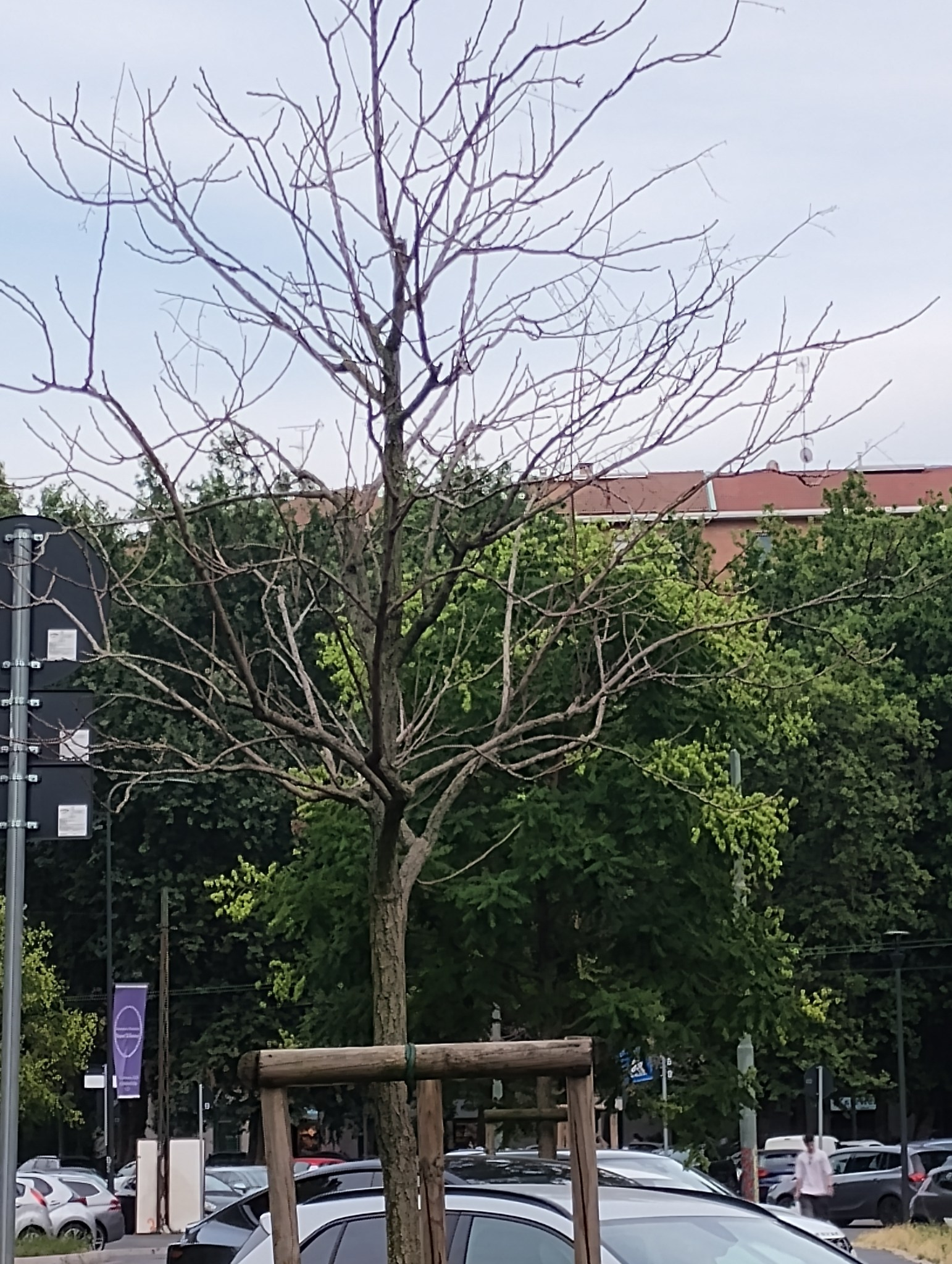 Alberi a Milano: è strage